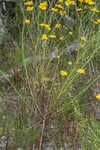 Coastal plain honeycombhead